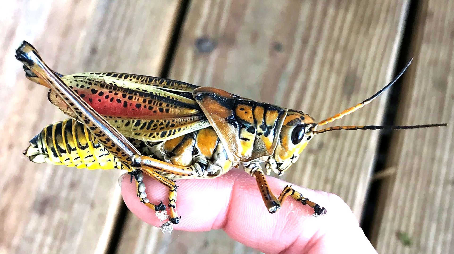 Lubber grasshopper D